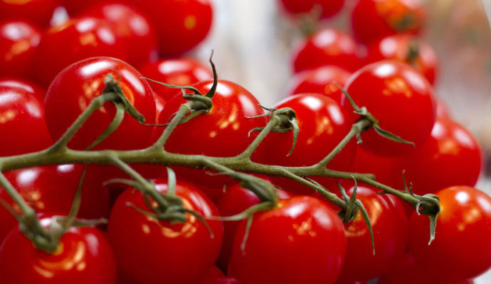 Früchte Rychard | Tomaten